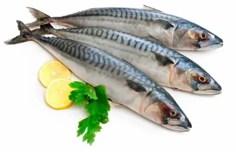 ماهی شیر گالیت درجه یک با طعم عالی و کیفیت ممتاز